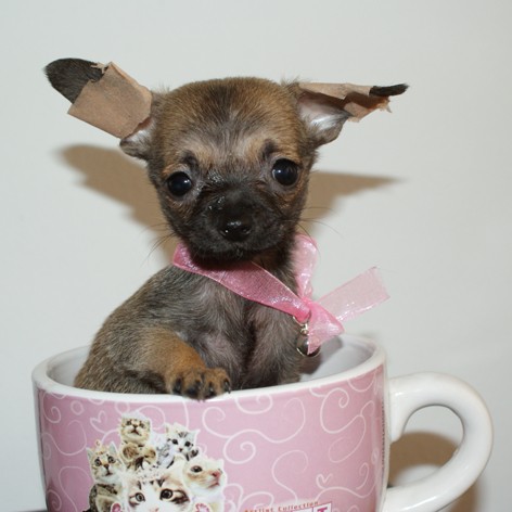 kymie chihuahua de 2 meses  