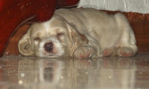 Bobby dormidito debajo de un sillon!! Bobby es hijo de mi perro Snoopy!! Con razón es tan hermosooo jajaja...
