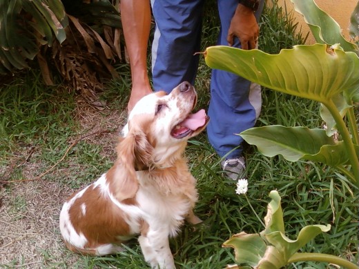 Bruno en el jardin