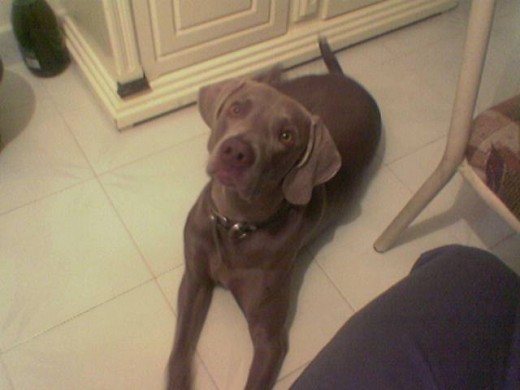 Que tierno se veee!!!