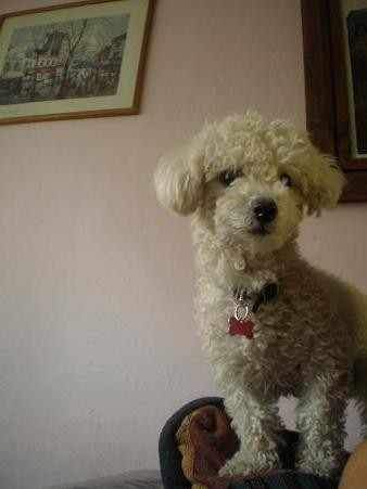 ella es la mas pequeña de estatura de mis bebes; es de raza french poodle; es muy pequeñitha; todo el tiempo esta en los sillones. 