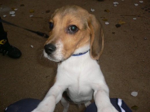 Este es mi cachorro beagle
