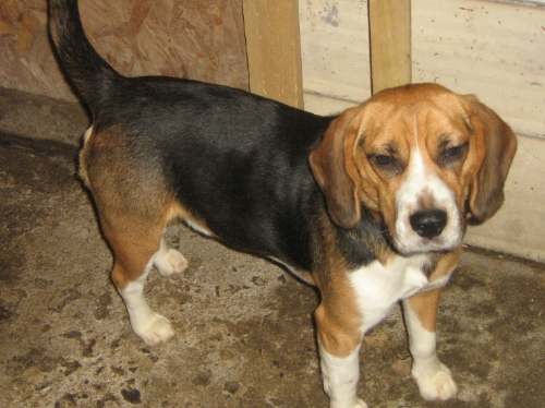 Mateo, Beagle Macho Tricolor.
Padre de Zorba.