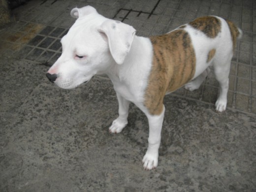 Este es Tito (con unos 4 o 5 meses más o menos) esperando a padre xD