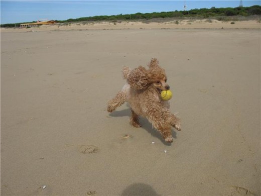 fanatico de la pelota