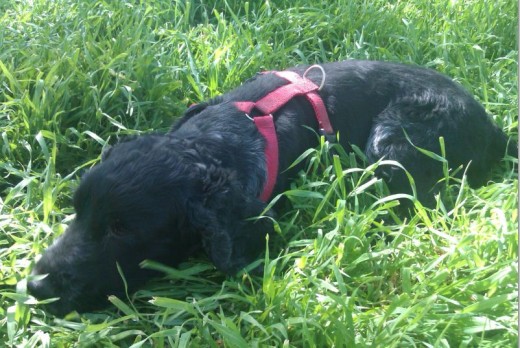 muy agusto tumbado en la hierba.