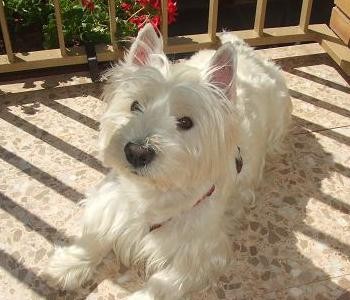 Hola! Soy Manu y estoy buscando una novia Valenciana que sea Westy como yo! Tengo 6 años y peso 8 kilos. Si te intereso puedes contactarme en el siguiente e-mail: manu.busca.novia@hotmail.es Hola! Soy Manu y estoy buscando una novia Valenciana que sea Westy como yo! Tengo 6 años y peso 8 kilos. Si te intereso puedes contactarme en el siguiente e-mail: manu.busca.novia@hotmail.es