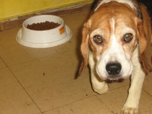 Matilda, Beagle Tricolor, 5 años. 
Flojisima