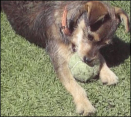 Aquí está mi chaparra con su pelota