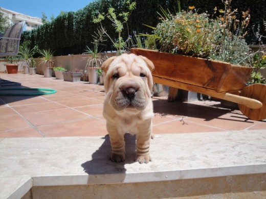 Este es Corso, nuestro guapísimo shar pei! Lo veis en nuestra terraza, con sus casi 2 meses y casi 5kg de peso (y subiendo). 

¿A que es guapetón?