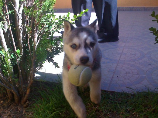 LE ENCANTA JUGAR CON LA PELOTA... ES MUY OBEDIENTE