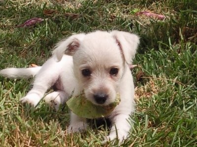 Esta es mi perrita Mafalda....weno la verdad esk la llamamos Maphy es encantadora pero me gustaria saber mas sobre estos perros y aprender a cuidarla bien si algien me puede ayudar lo agradeceria deberas gracias bss