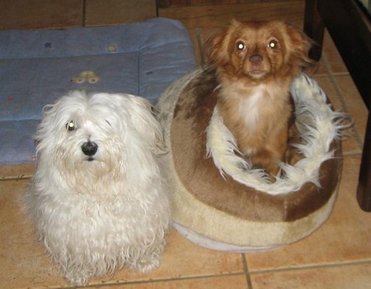 Minnie es un Cotón de Tulear