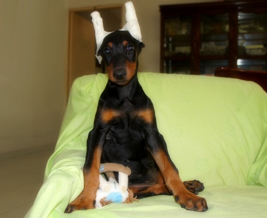 corte de orejas doberman cortes de orejas para doberman imagui corte de orejas doberman cortes de orejas para doberman imagui