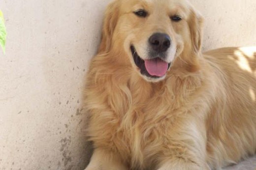 ps este es mi perro estabamos en una finca super buena y la pasamos muy rico y tambien ya despoues les pongo masfotos si quiere me mandan mensajes para tenerlos en cuenta por si si regalamos el perro. aunque lo queremos demaciado y esperamos que el que no lo compre le de el mismo cariño que le damos noso tros y no le gustan que le peguen y es muy educado ps este es mi perro estabamos en una finca super buena y la pasamos muy rico y tambien ya despoues les pongo masfotos si quiere me mandan mensajes para tenerlos en cuenta por si si regalamos el perro. aunque lo queremos demaciado y esperamos que el que no lo compre le de el mismo cariño que le damos noso tros y no le gustan que le peguen y es muy educado