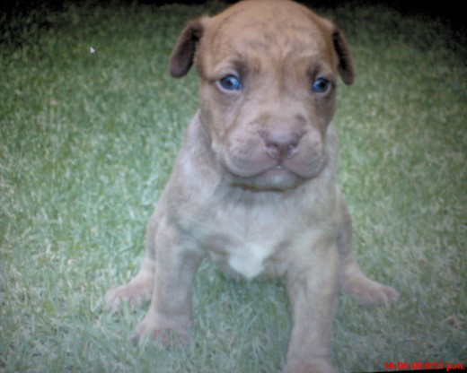 tayson hijo de moka