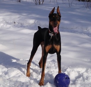 En la nieve y con su pelota que no le puede faltar!!xD xD