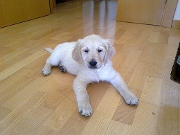 Mi adorable Max, un entrañable Golden Retriever de 2 meses y medio