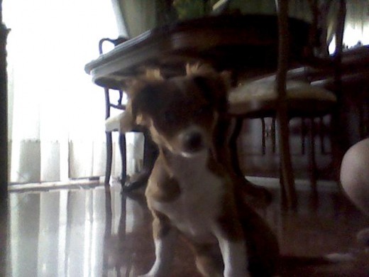 indyen el suelo posando para una foto
