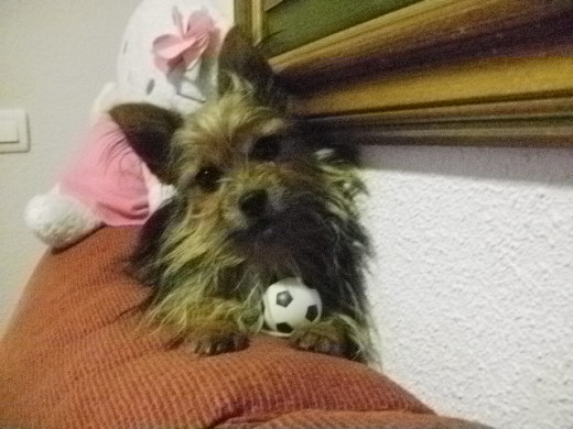 Pulgui con su pelota de futbol en el sofa.