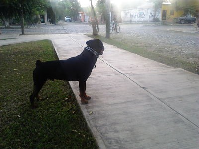 el es zeus mi mascota un rottweiler de un año y 5 meses:) 