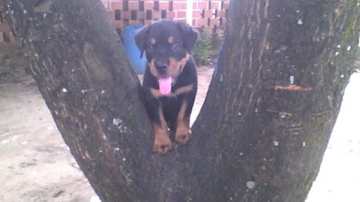 AYUDAAAA ES ROTTWAILLER AYUDAAAA ES ROTTWAILLER
