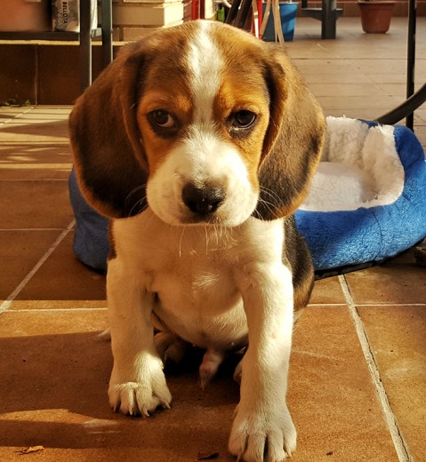 Beagle Elizabeth