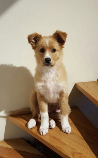 Es un perrito mestizo que solo sabemos que el padre o la madre era un Border Collie canela.

muy juguetón y muy inteligente. Con algo mas de 3 meses aprendió a hacer sus necesidades en la calle, y de dejarlo de hacer en casa, aunque hay veces que se pone rebelde jajajaja.

Con casi 4 meses ha aprendido a sentarse, a quedarse quieto hasta que le de permiso, a dar ambas patitas.