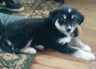 Me llamo Bucky tengo 1 mes 22 dias...mi mami es una bella y fina border collie y mi papi un  fuerte husky siberiano, de la región metropilitana me fui a vivir a la Araucanía..estoy feliz viviendo con mi nueva familia
Pd: duermo calentito dentro de la casita porque aviso para hacer mis necesidades jajaj.