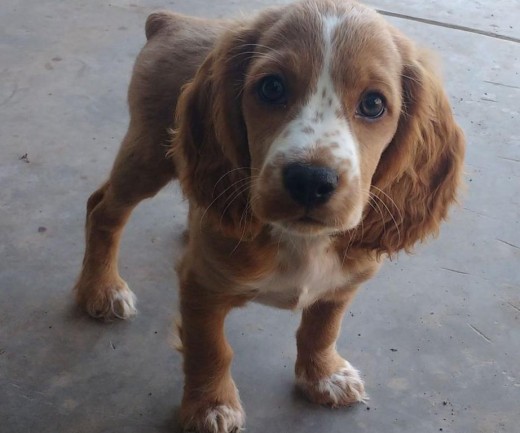 MI SHAZAM ES UN COCKER SPANIEL DE 3 MESESITOS DE EDAD