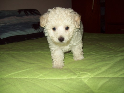 ES UNA NENA HERMOSA DE COLOR MARFIL EN SUS OREJITAS Y EN SUS PATITAS, CON SOLO DOS MESES ES MUY INTELIGENTE Y EDUCADA.