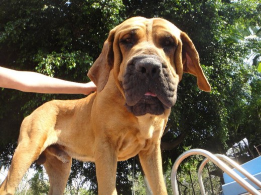 Este perro estuvo apunto de ser sacrificado, por matar a un burro, pero en cuanto lo rescatamos y lo llevamos a casa  no mostro ningun signo de agrecion contra la gente u otros animales, esto demuestra que si lo educas con amor el perro nunca va a agredir.