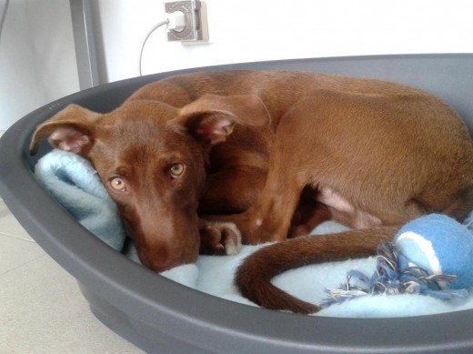 Se llama Bruno y es una mezcla de Braco y Podenco Canario. Lo hemos adoptado de la perrera, en dónde ya llevaba un tiempo. El veterinario nos comentó que a los Podencos no se les vacunaban al llegar a la perrera porque nadie los adopta, así que hubo que hacerlo al momento. Pues nosotros no nos podemos creer lo bueno e inteligente que es. ¡El mejor perro del mundo! Se llama Bruno y es una mezcla de Braco y Podenco Canario. Lo hemos adoptado de la perrera, en dónde ya llevaba un tiempo. El veterinario nos comentó que a los Podencos no se les vacunaban al llegar a la perrera porque nadie los adopta, así que hubo que hacerlo al momento. Pues nosotros no nos podemos creer lo bueno e inteligente que es. ¡El mejor perro del mundo!