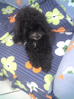 ella es nuestra primera bebe, es la mas querida y mimada de nuestras mascotas aunque no sea de raza, ella es muy inteligente, colabora en toda actividad, es muy cariñosa, protectora y juguetona, disfruta muchisimo de caricias y besos, es muy miedosa, tiene miedo a todo, por lo que es muy protegida por mi.Ella es la reina de la casa, le damos todos sus gustos y ella responde con todo el cariño y amor que nos profesa. ella es nuestra primera bebe, es la mas querida y mimada de nuestras mascotas aunque no sea de raza, ella es muy inteligente, colabora en toda actividad, es muy cariñosa, protectora y juguetona, disfruta muchisimo de caricias y besos, es muy miedosa, tiene miedo a todo, por lo que es muy protegida por mi.Ella es la reina de la casa, le damos todos sus gustos y ella responde con todo el cariño y amor que nos profesa.