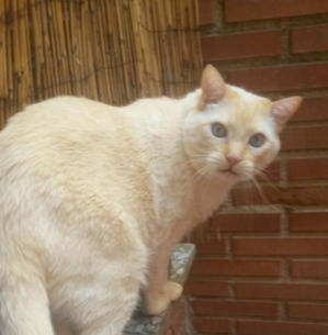 no es un perro es un gato pero es que no tengo perro