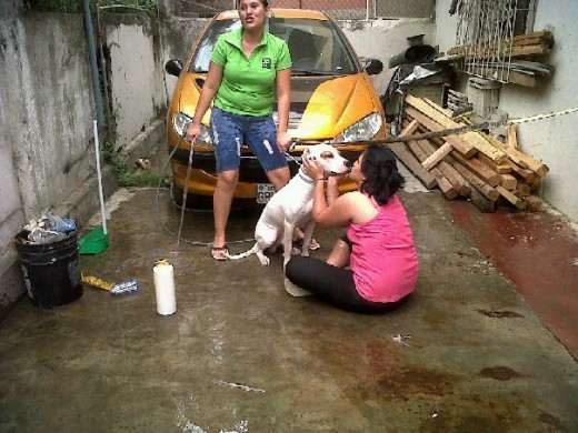 bueno aki una fotito de mi bello le nkntaba q lo bañemos! :( era lindisimo un angel mi nbe descanse en paz el pobre murio por un accidente con un veneno para las garrapatas por eso ya no utilizo ese amitraz es muy fuerte! mi papa se lo puse de la manera ekivocada y se murio el pobre! bueno aki una fotito de mi bello le nkntaba q lo bañemos! :( era lindisimo un angel mi nbe descanse en paz el pobre murio por un accidente con un veneno para las garrapatas por eso ya no utilizo ese amitraz es muy fuerte! mi papa se lo puse de la manera ekivocada y se murio el pobre!