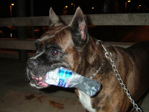 esto fue en la entrada del trabajo de mi novio, fuimos paseando y un amigo q estaba bebiendo agua y Senda se lo miraba con tanto interés q cuando quedaba un poquito de agua le dio la botella para que jugase :P 
Te echamos de menos gordita!!! siempre te recordaremos y estarás en nuestro corazón!!!  