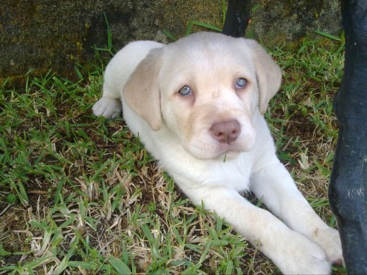 2 meses y medio 2 meses y medio