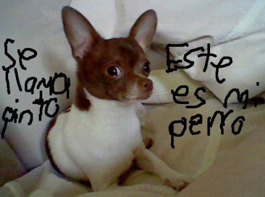 Es mu bonito y le busco pareja chihuahua