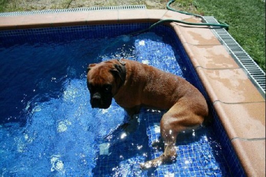 Le encanta la piscina