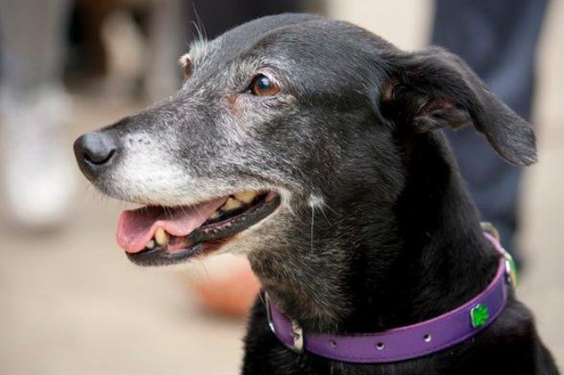 Maxi es un cruce de galgo y labrador, aquí está en un evento canino , muy contenta por que últimamente sale muy poco.