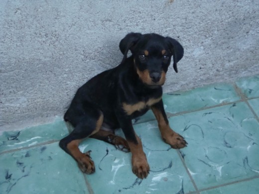 este es el hermano de bono, estaba muy desnutrido prk no lo querian hasta que lo adquiri y va mejorando poco a poco