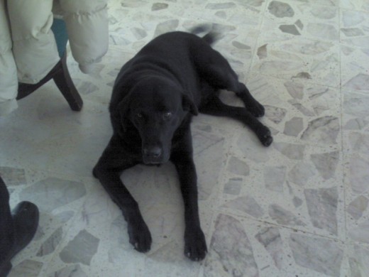 pues es un perro lindisimo por q esta educado esta adentro de la casa por q sabe donde hacer sus necesidades , sabe sentarse traer cosas es un amor