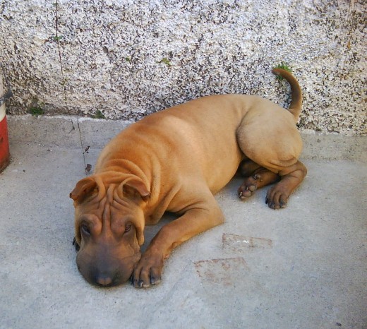 esta tomando un poco de sol