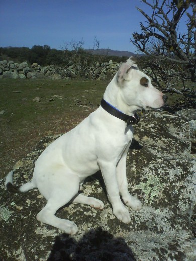 este es mi compañero "duque" un perrito joven, cabezon, y al que le encanta corretear por el campo.