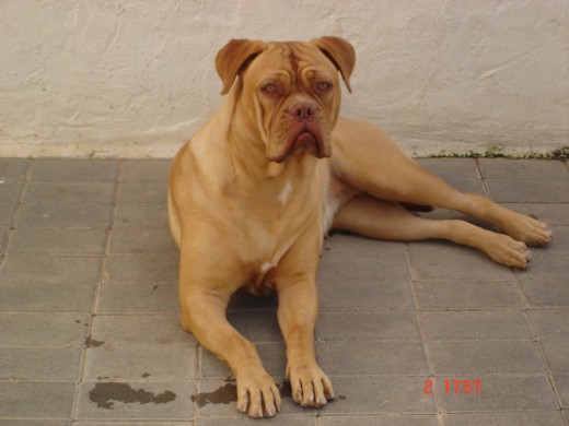 Esta foto la saco mi hermano en el patio de nuestra casaa! estaba jugand0 a l pelota con ella!