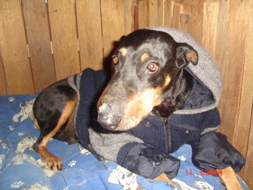 esta en su camita despues de salir del veterinario pues le dio una torticolis severa
