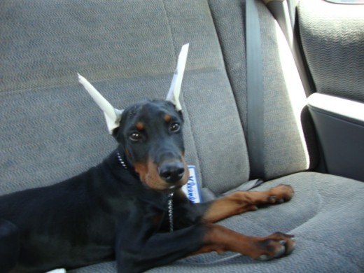 EN EL AUTO
EN EL AUTO