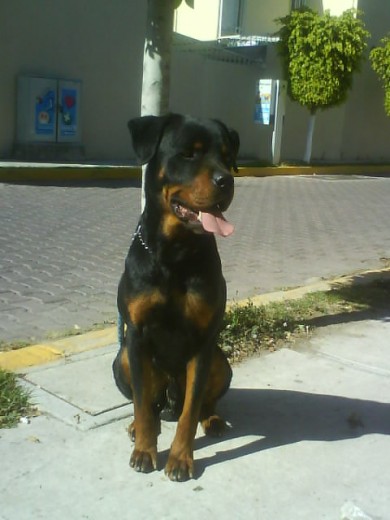 este es el coffee tiene solo 2 años es el mejor de mis perros y busca novia interesados llamar al cel 2225175667 o 3957592