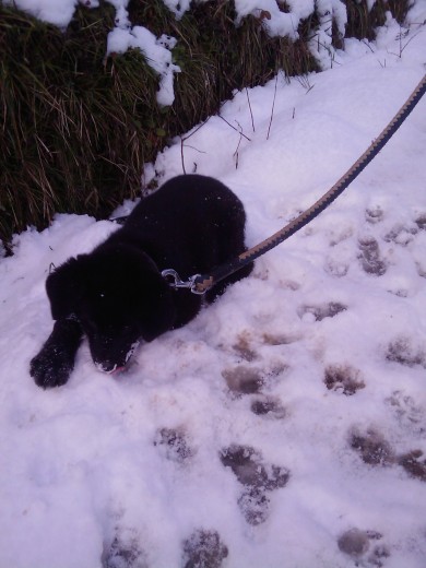 Retozando en la nieve en Enero